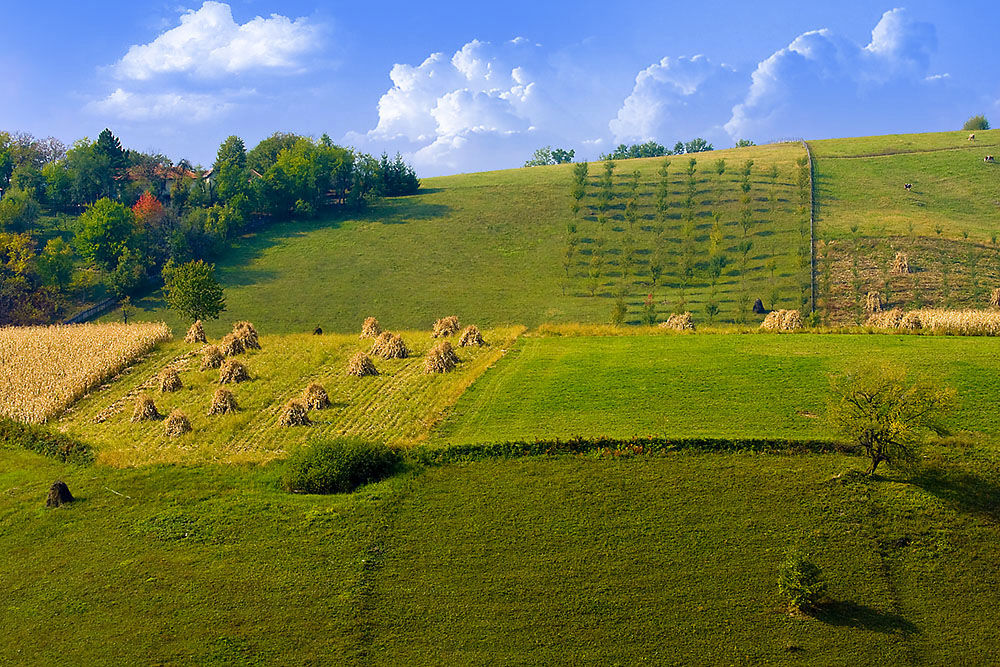 Green Field