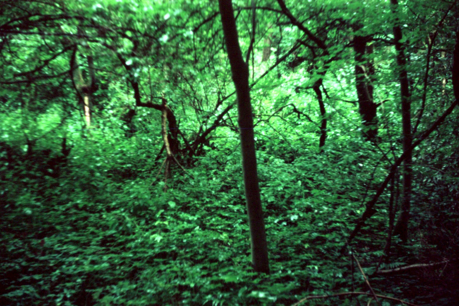 green field 2 (argus c4 camera)