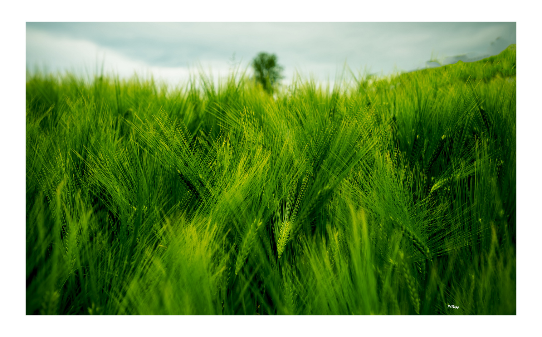 Green field 
