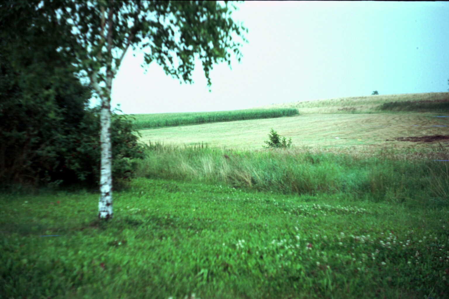 green field (argus c4 camera)