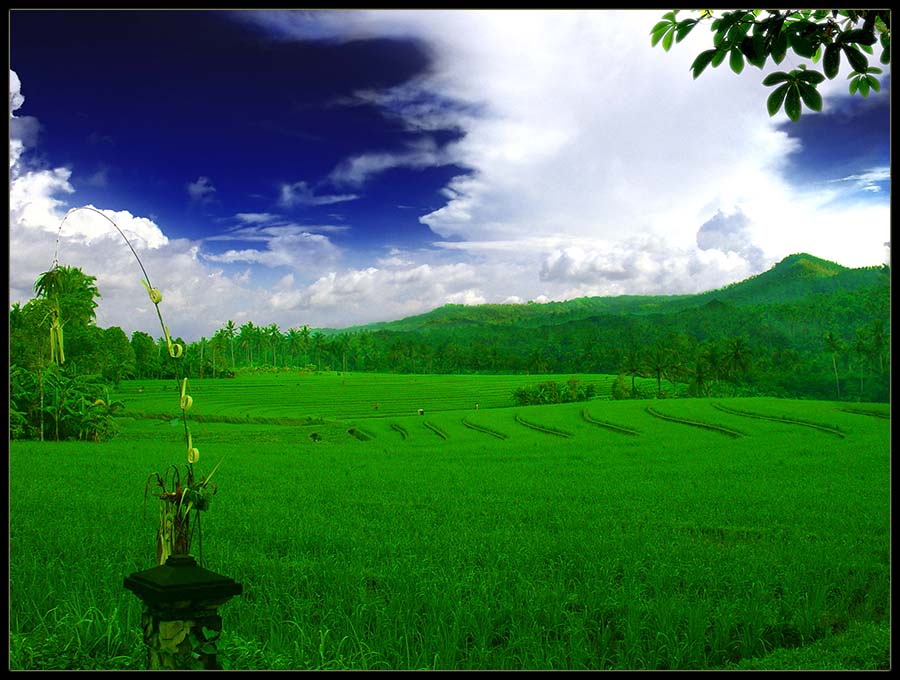 Green Field, Blue Sky, White Cloud...