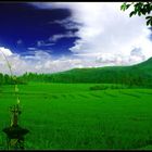 Green Field, Blue Sky, White Cloud...