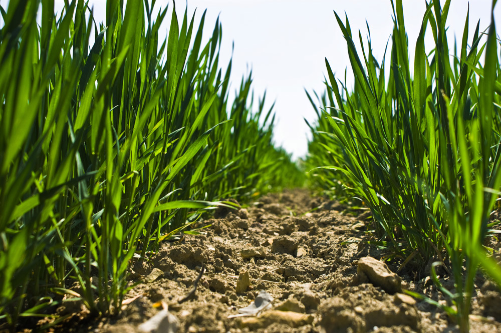 Green Field