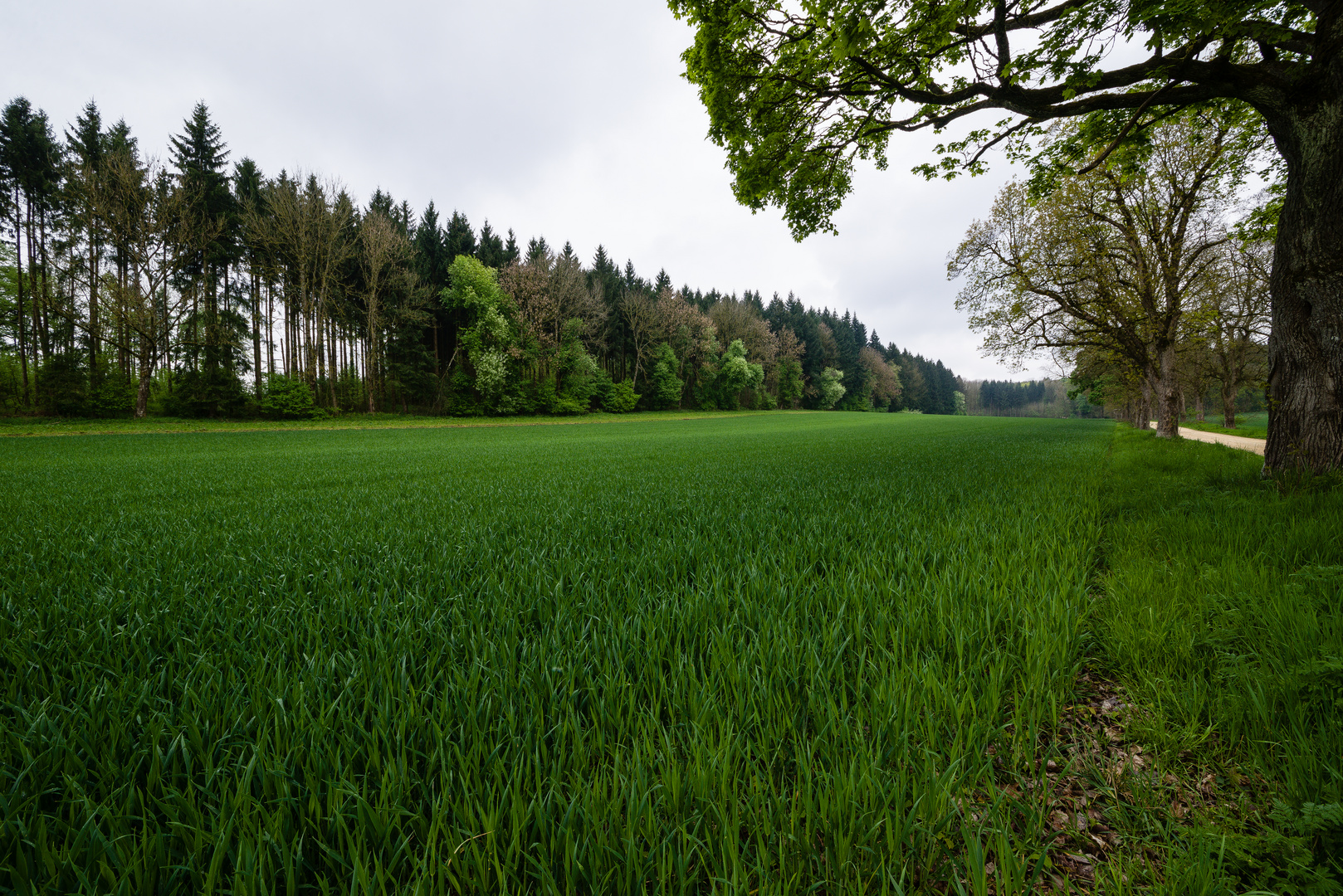 green field