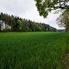 green field