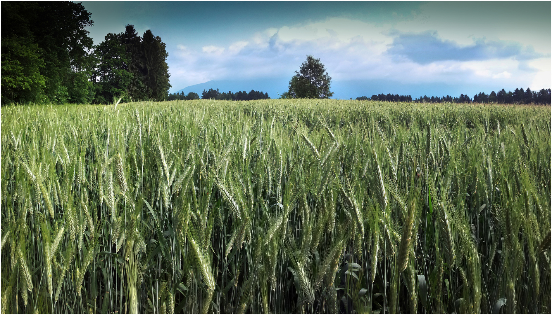 Green Field