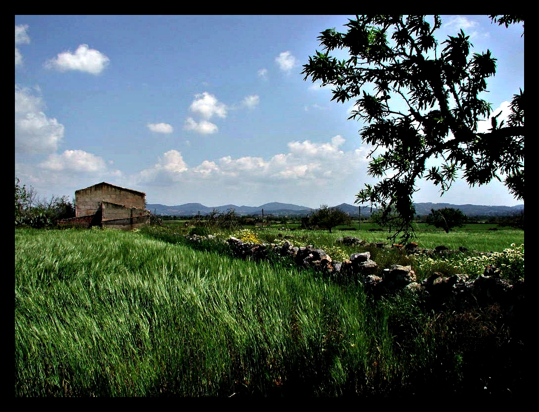 - green field - MALLORCA