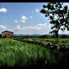 - green field - MALLORCA