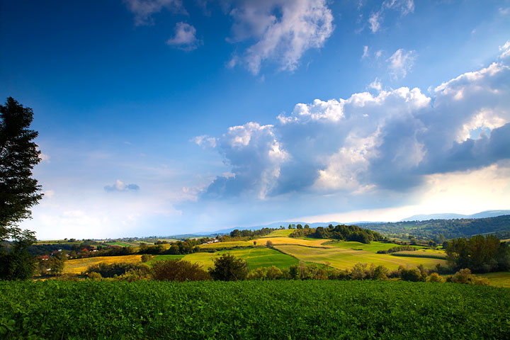 Green fields