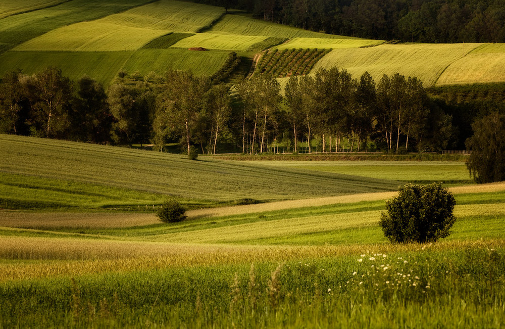 Green Fields