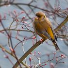 Green Finch