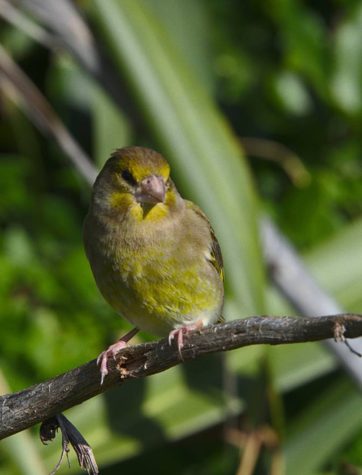 green finch male