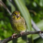 green finch male