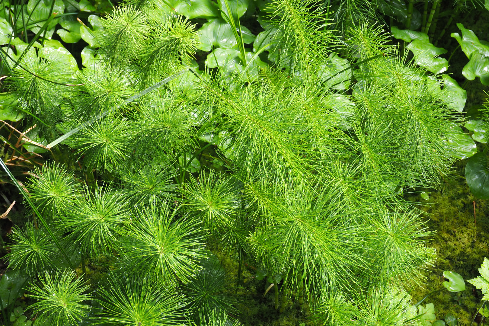 green fireworks