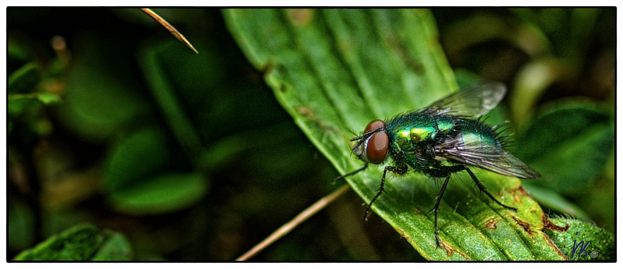 Green Flies ...