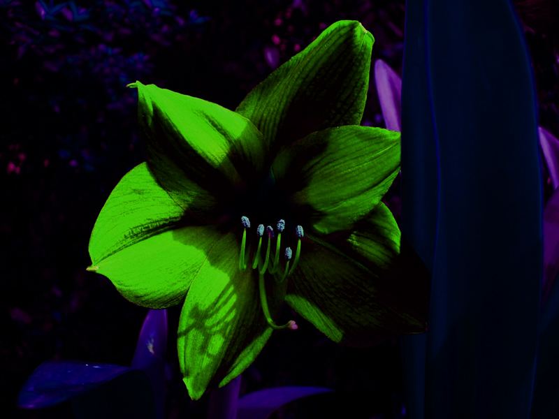 Green Flower