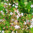 Green Flowers