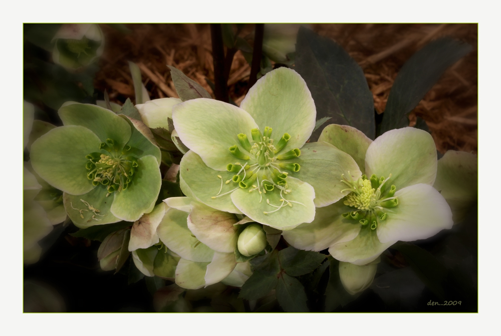 Green Flowers.....