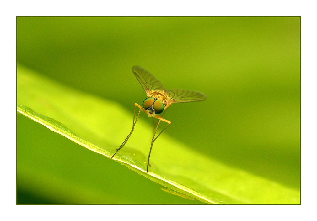 Green Fly