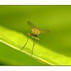 Green Fly