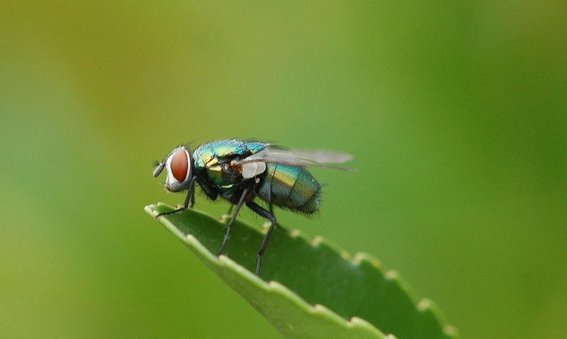 Green fly