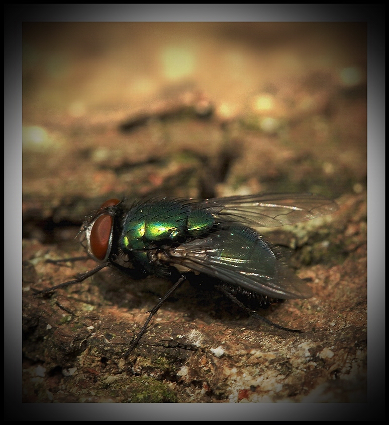 Green Fly*