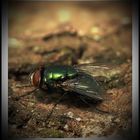 Green Fly*