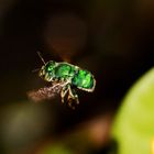 Green Fly