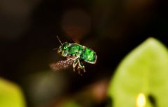 Green Fly