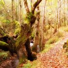 Green forest