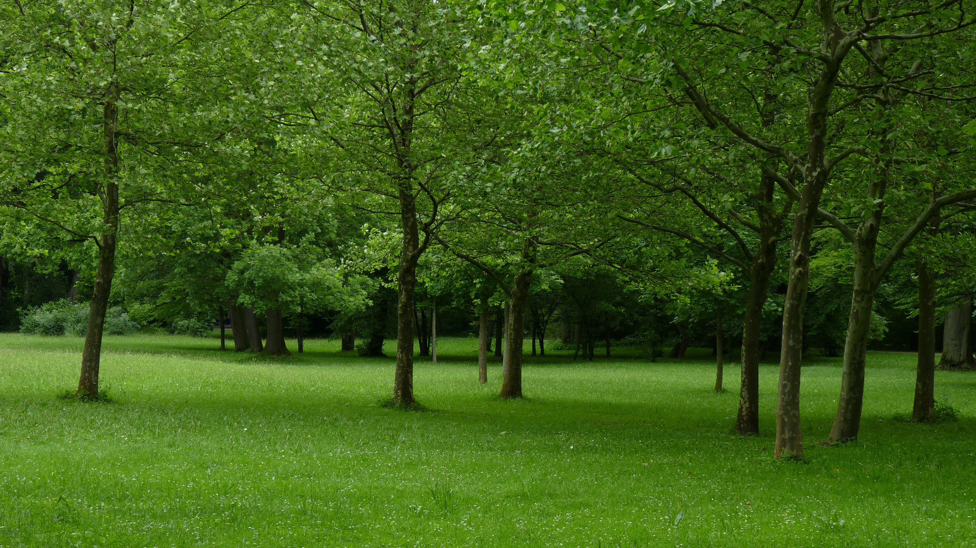 Green Forest