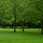 Green Forest