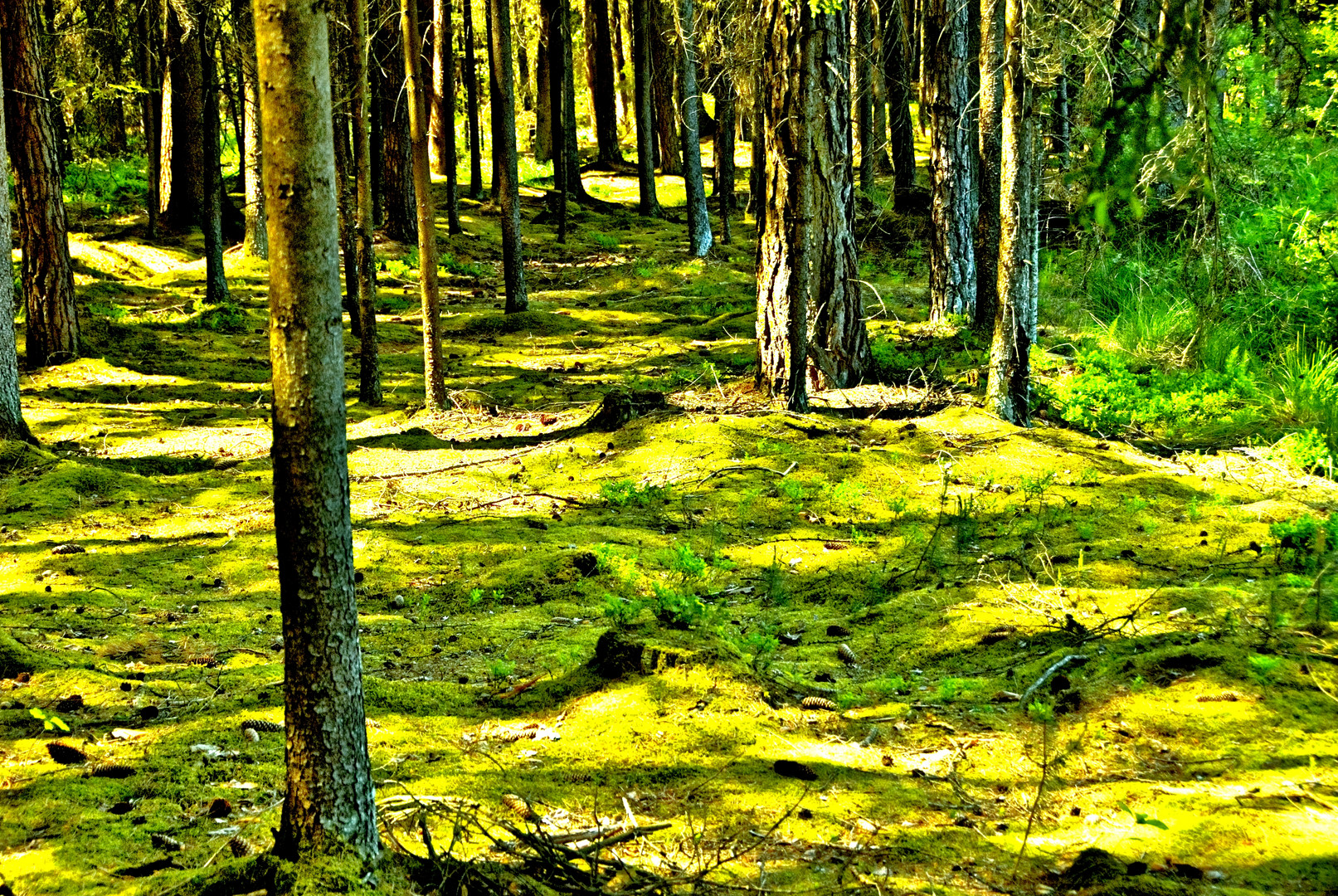 Green Forest