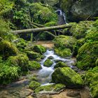 Green Forest Glade