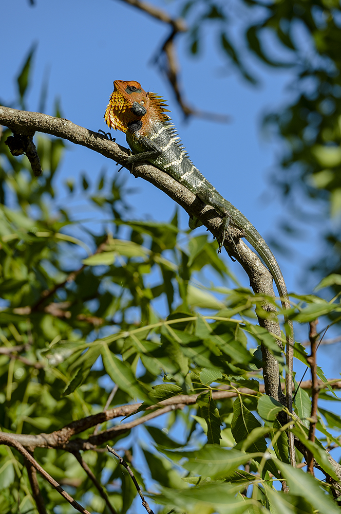 Green forest Lizard, Grüne Waldagame (Calotes calotes)