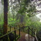 Green Forest of Thailand