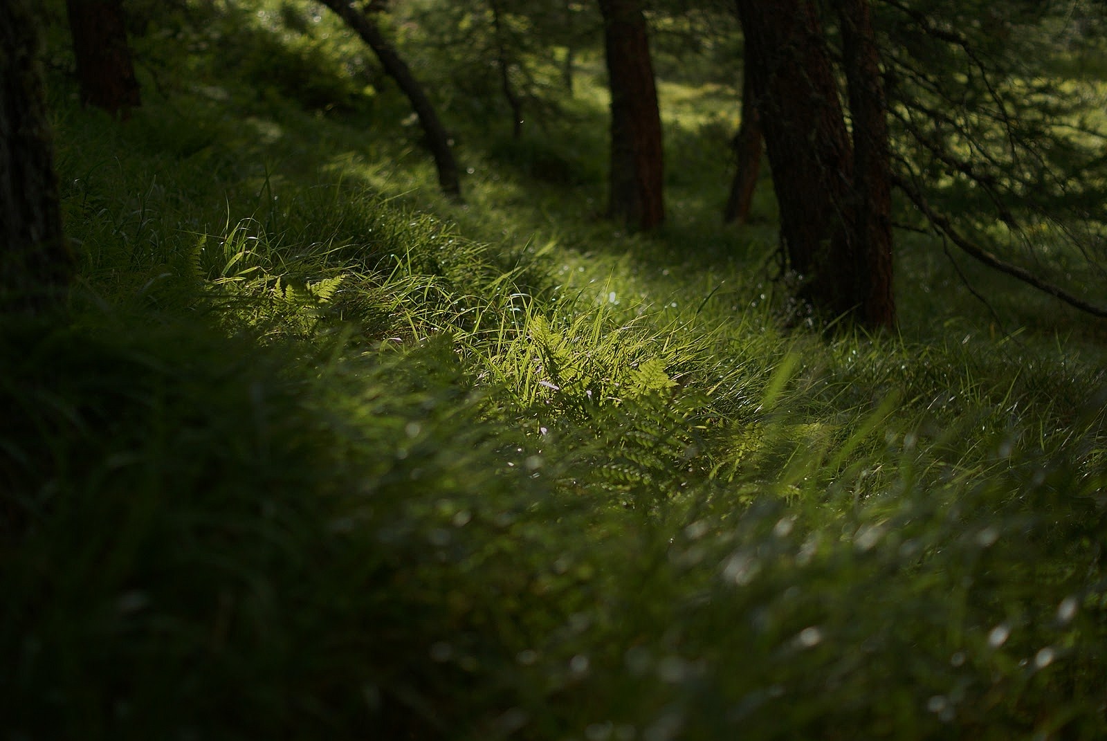 green forest switzerland