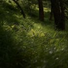 green forest switzerland