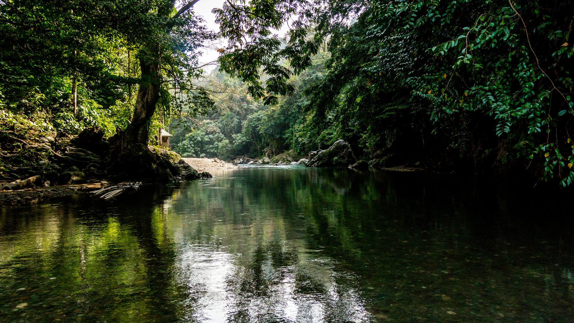 Green Forest Tangkahan