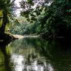 Green Forest Tangkahan