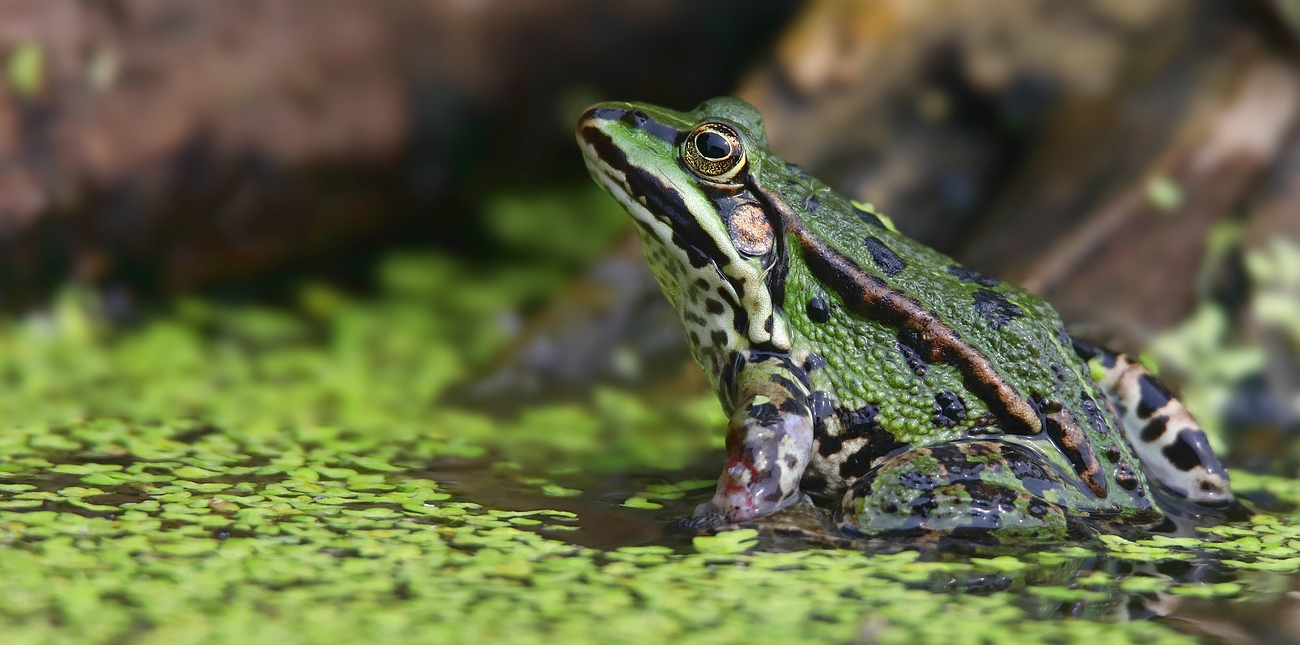 Green Frog