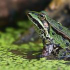 Green Frog