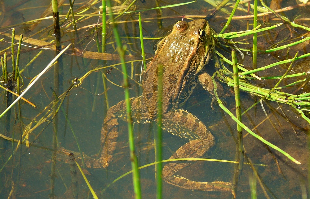 Green Frog (1)