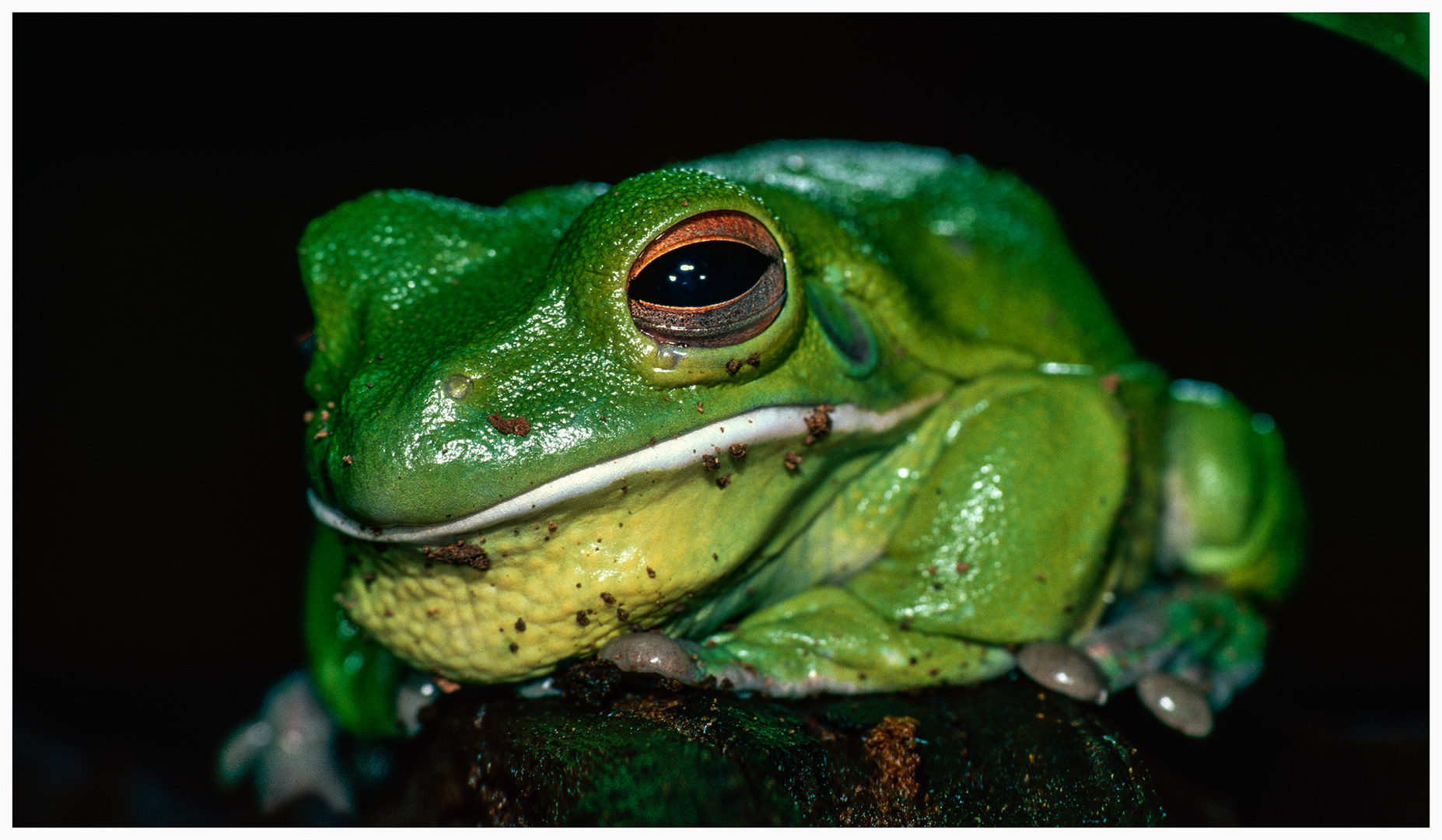 Green Frog 1