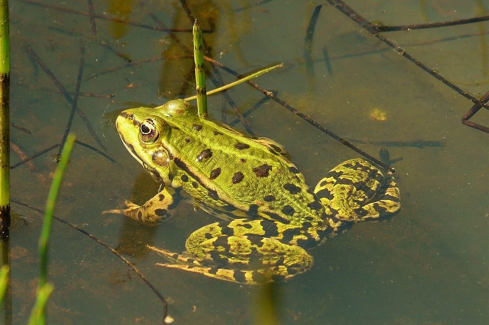 Green Frog (2)