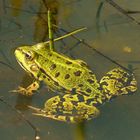 Green Frog (2)