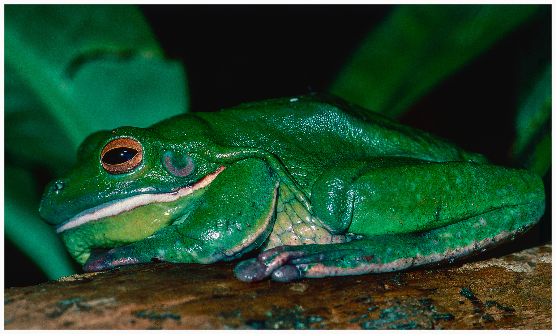 Green Frog 2