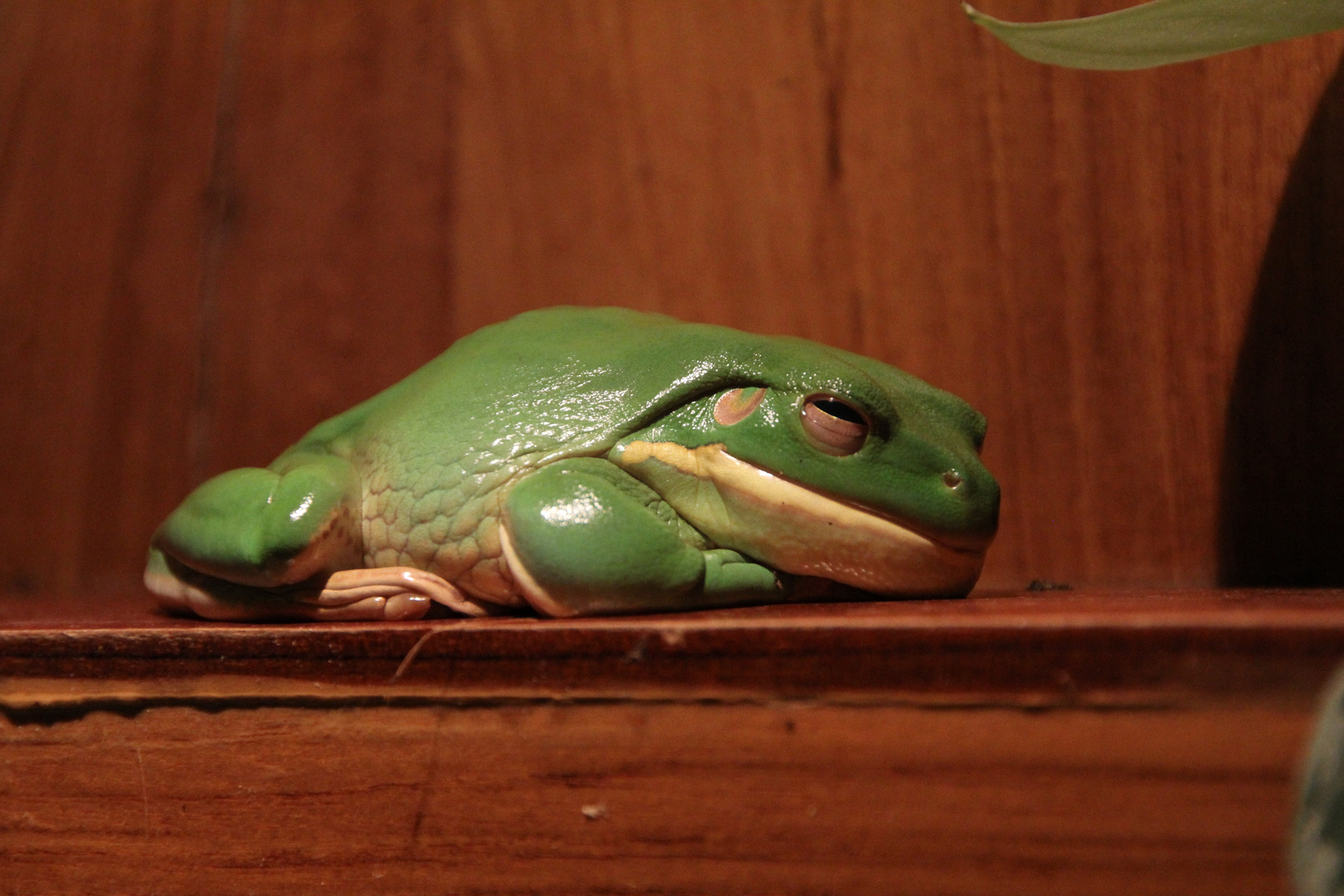 green frog