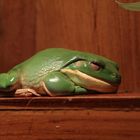 green frog