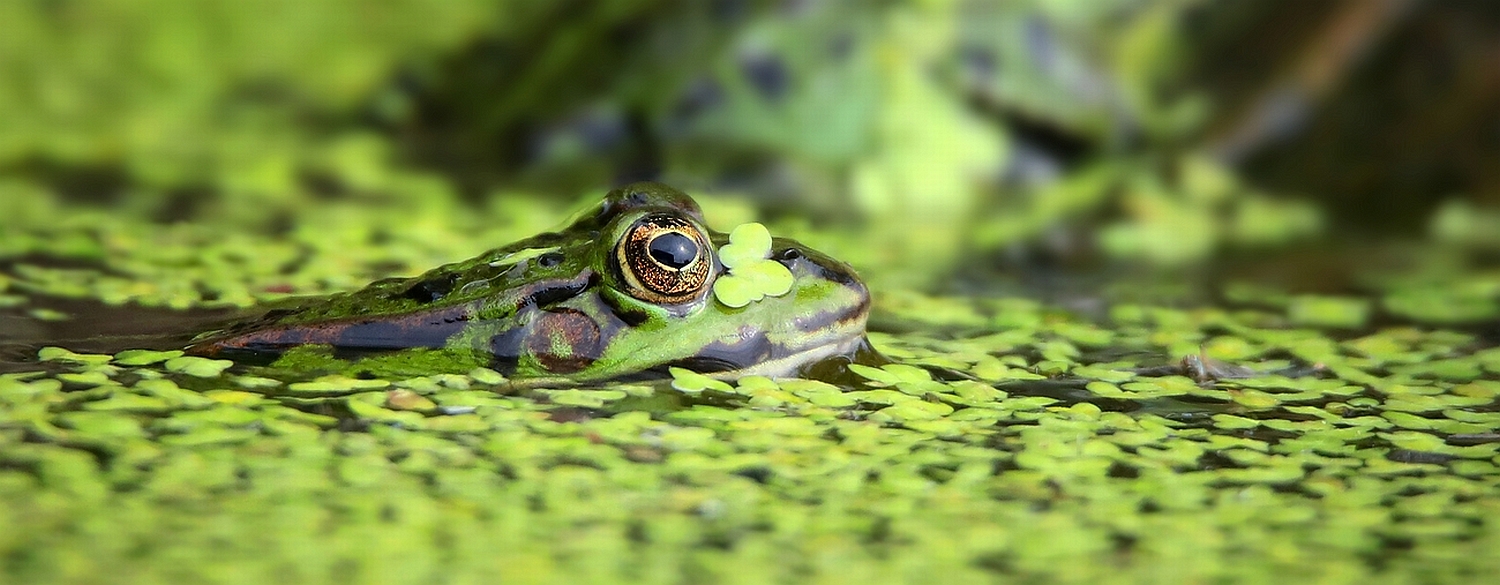 Green Frog